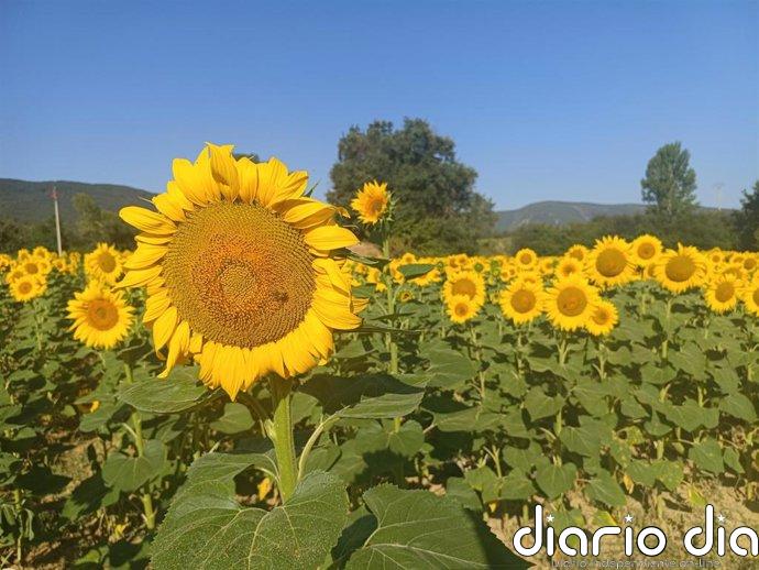 El tiempo en Extremadura para hoy sábado, 19 de septiembre de 2026