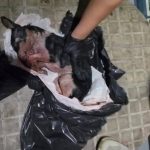 Encuentran una perrita con las patas rotas y con signos de asfixia en un contenedor en Inca