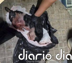 Encuentran una perrita con las patas rotas y con signos de asfixia en un contenedor en Inca