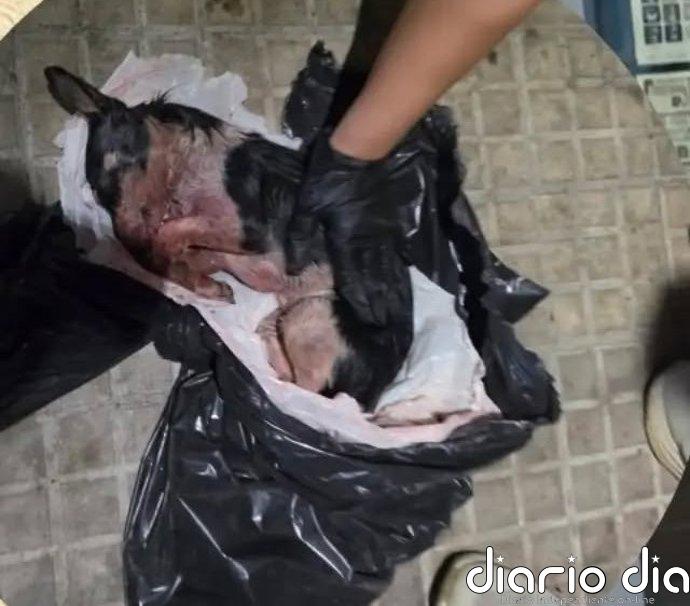 Encuentran una perrita con las patas rotas y con signos de asfixia en un contenedor en Inca