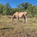 Euskadi reclama al Gobierno medidas para hacer frente al déficit de precipitación en el sector agrario y ganadero