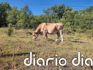 Euskadi reclama al Gobierno medidas para hacer frente al déficit de precipitación en el sector agrario y ganadero