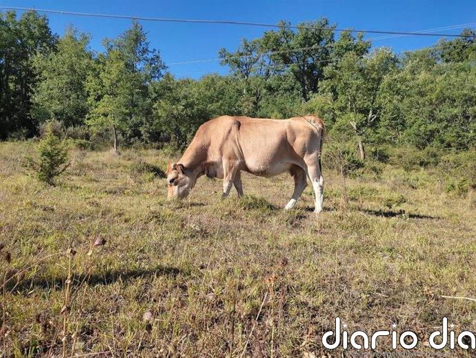 Euskadi reclama al Gobierno medidas para hacer frente al déficit de precipitación en el sector agrario y ganadero