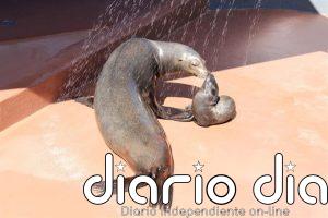 Exigen el fin de los espectáculos con delfines y leones marinos en Marineland Mallorca