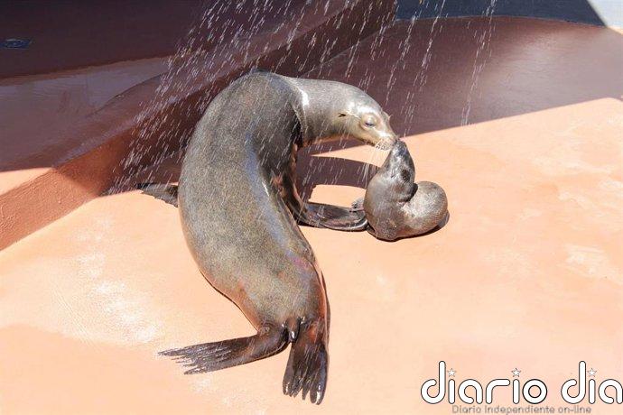 Exigen el fin de los espectáculos con delfines y leones marinos en Marineland Mallorca