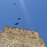 Iberdrola impulsa una actuación para proteger al ave 'ibis eremita' en la planta fotovoltaica de Cespedera, en Cádiz