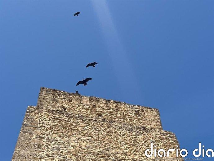Iberdrola impulsa una actuación para proteger al ave 'ibis eremita' en la planta fotovoltaica de Cespedera, en Cádiz