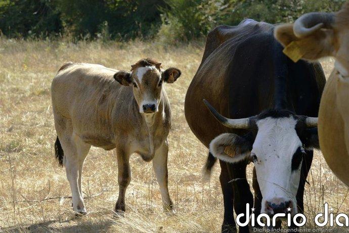 Identifican en el calostro bovino moléculas con potencial terapéutico en cáncer