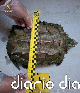 Investigada una persona en Almansa por poseer de forma ilegal una tortuga caimán
