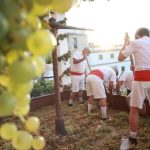 Jerez (Cádiz) da la bienvenida a las Fiestas de la Vendimia 2026 con la tradicional Pisa de la Uva