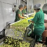 La Diputación apoya el inicio de la campaña 2026-2027 de la DOP Aceituna Aloreña de Málaga
