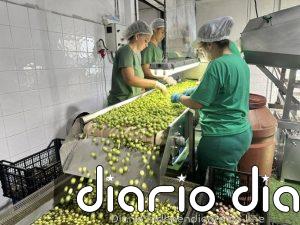 La Diputación apoya el inicio de la campaña 2026-2027 de la DOP Aceituna Aloreña de Málaga