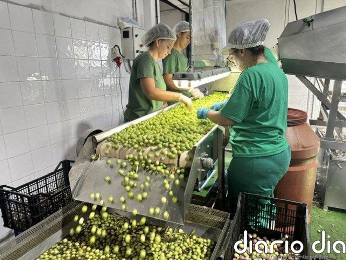 La Diputación apoya el inicio de la campaña 2026-2027 de la DOP Aceituna Aloreña de Málaga