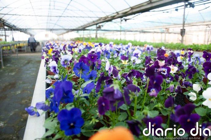La Diputación de Cáceres abre el plazo de solicitud de plantas ornamentales de otoño del vivero provincial