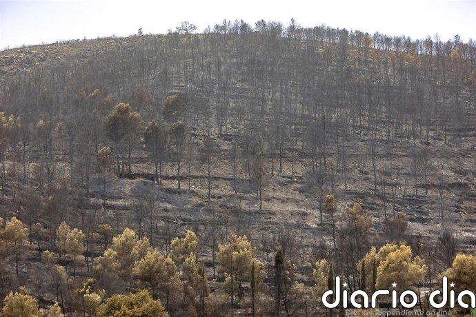 La Diputación de Castellón moviliza más de 1,35 millones para ayudar a los municipios afectados por los incendios