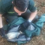 La Guardia Civil auxilia a un gato con la cabeza atrapada en una botella de plástico en Portomarín (Lugo)