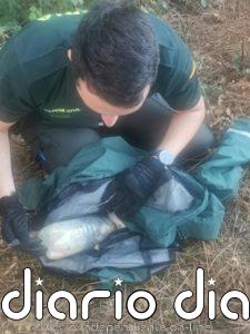 La Guardia Civil auxilia a un gato con la cabeza atrapada en una botella de plástico en Portomarín (Lugo)