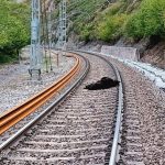La osa arrollada por un tren de mercancías en Campoo de Enmedio murió en el momento por el fuerte impacto