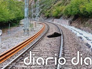 La osa arrollada por un tren de mercancías en Campoo de Enmedio murió en el momento por el fuerte impacto