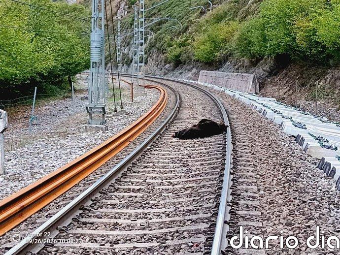 La osa arrollada por un tren de mercancías en Campoo de Enmedio murió en el momento por el fuerte impacto