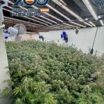La Policía Nacioanl desmantela una plantación 'indoor' de marihuana con 200 plantas en una vivienda de Elda
