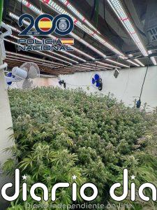 La Policía Nacioanl desmantela una plantación 'indoor' de marihuana con 200 plantas en una vivienda de Elda