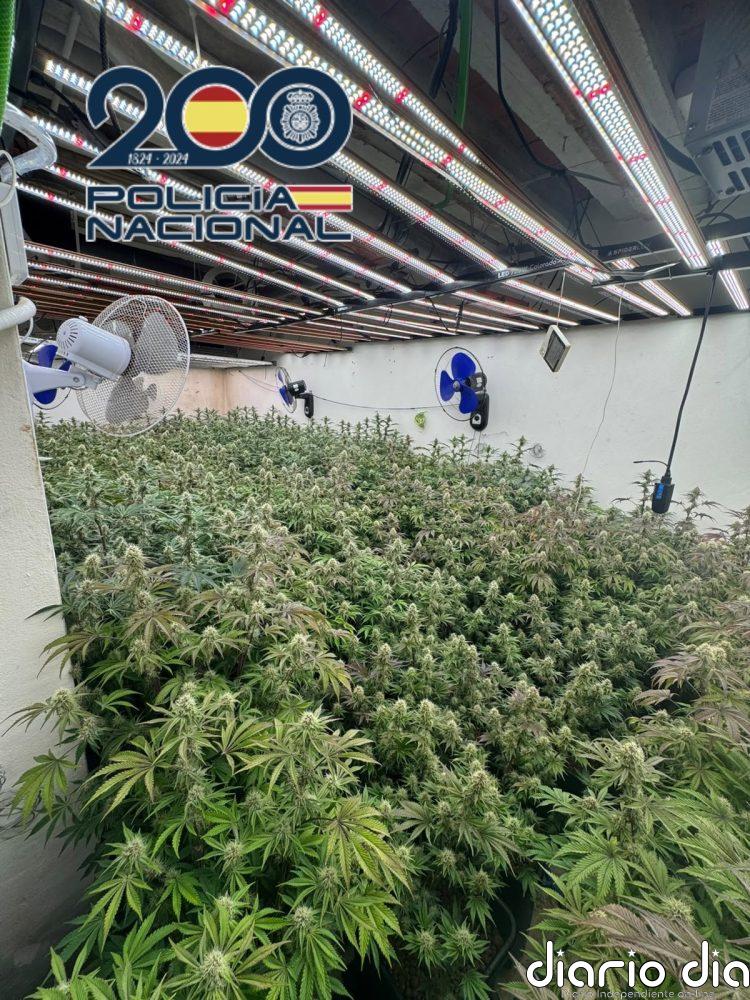 La Policía Nacioanl desmantela una plantación 'indoor' de marihuana con 200 plantas en una vivienda de Elda