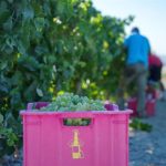 La vendimia en el Marco de Jerez (Cádiz) roza los 60 millones de kilos de uva a pocos días de acabar