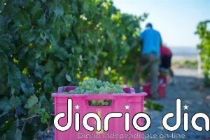 La vendimia en el Marco de Jerez (Cádiz) roza los 60 millones de kilos de uva a pocos días de acabar