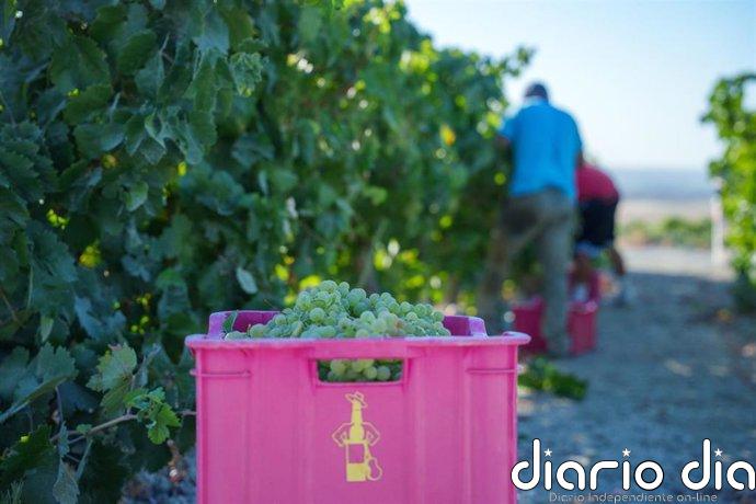 La vendimia en el Marco de Jerez (Cádiz) roza los 60 millones de kilos de uva a pocos días de acabar