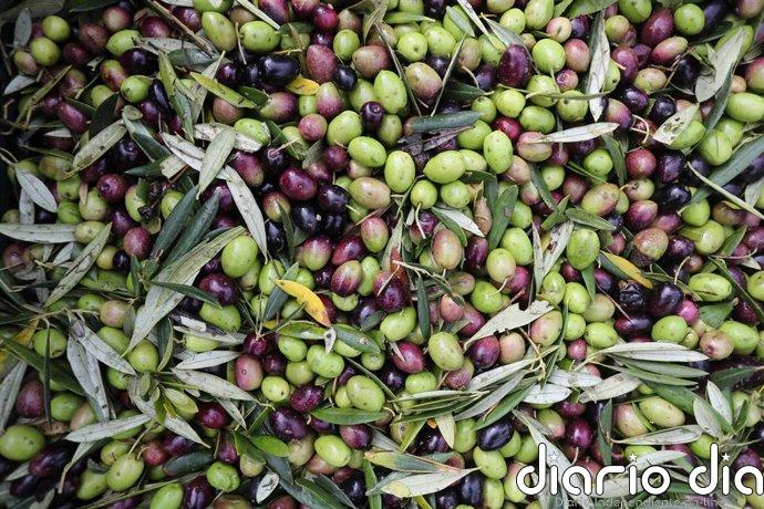 Las exportaciones agroalimentarias españolas a EEUU caen un 10% en 2025 por los aranceles