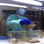 Los españoles asumen el uso de animales para experimentación pero lo rechazan para entretenimiento, según F.BBVA