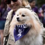Los veterinarios se concentrarán ante el Congreso el 14 de octubre para exigir soluciones al medicamento veterinario