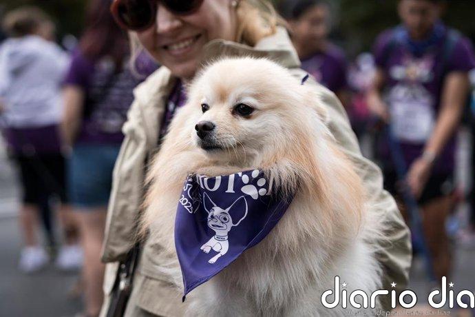 Los veterinarios se concentrarán ante el Congreso el 14 de octubre para exigir soluciones al medicamento veterinario