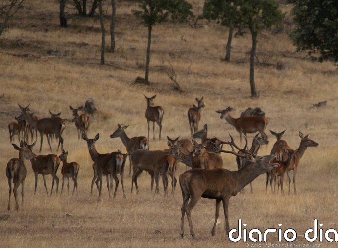 Monfragüe se prepara para vivir la berrea del ciervo con actividades y recorridos por distintos puntos de la reserva