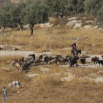 Mueren un joven y un menor por disparos del Ejército israelí durante una incursión de colonos en Cisjordania