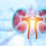 Nefropatía diabética: desarrollan organoides renales y revelan una posible vía para proteger los riñones