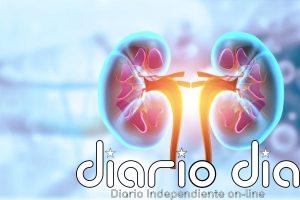 Nefropatía diabética: desarrollan organoides renales y revelan una posible vía para proteger los riñones