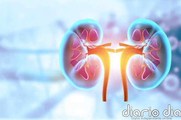 Nefropatía diabética: desarrollan organoides renales y revelan una posible vía para proteger los riñones