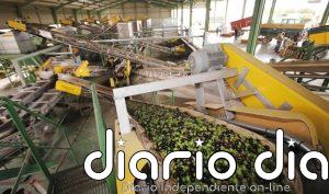 Olivareros valoran el paso de la Junta para frenar la distorsión de mercado y esperan que el Gobierno y la UE respondan