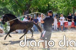 Sineu acoge la primera Diada del Caballo Mallorquín
