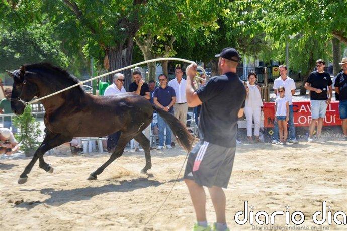 Sineu acoge la primera Diada del Caballo Mallorquín