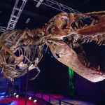 Un análisis dental revela que el T. rex era de sangre caliente