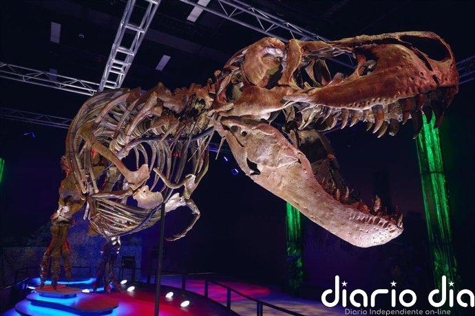 Un análisis dental revela que el T. rex era de sangre caliente