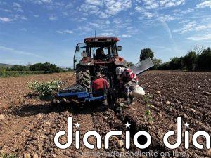 Un campo demostrativo en Lardero busca mejorar la adaptación del peral a las nuevas condiciones climáticas