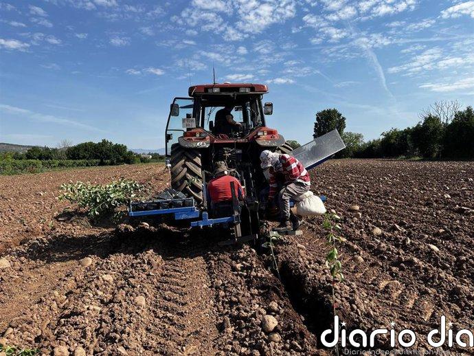Un campo demostrativo en Lardero busca mejorar la adaptación del peral a las nuevas condiciones climáticas