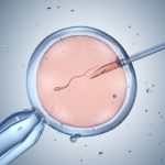 Vacunas: crean en laboratorio células B humanas para estudiar cómo mejoran los anticuerpos