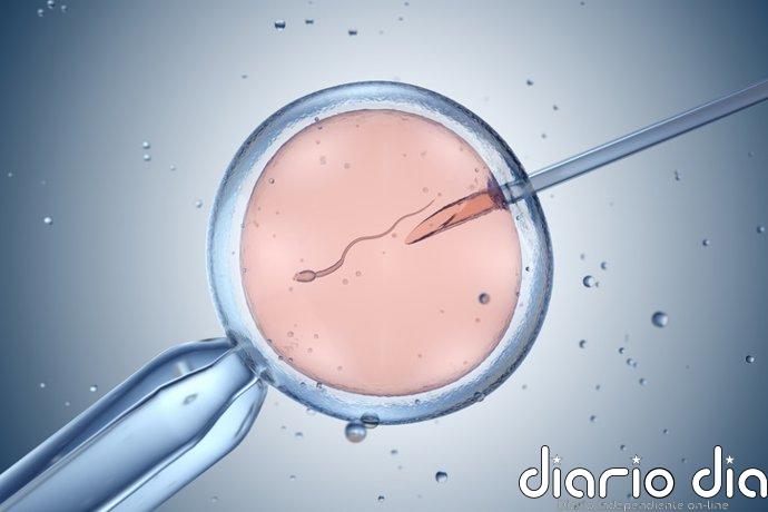 Vacunas: crean en laboratorio células B humanas para estudiar cómo mejoran los anticuerpos