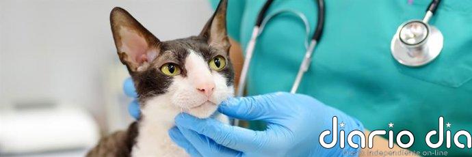AEMPS alerta de riesgo de que las mascotas entren en contacto con fármacos tópicos de uso humano que contengan minoxidil