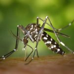 Canarias registra 24 episodios de detección de mosquitos invasores desde 2017